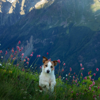 Teaser zu Mit Hund in Bayern - Das sollten Sie wissen!