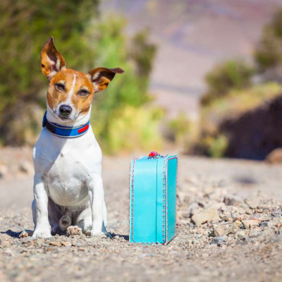 Teaser zu Packliste für den Urlaub mit Hund