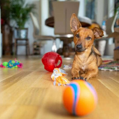 Teaser zu Spannende spiele für den hund im Indoor bereich