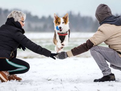Hund spring über ausgestreckte Arme. Foto Zeigt zwei zwei Menschen und einen Hund auf einem Schneebedeckem Feld. Ferienhaus mit Hund